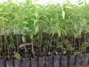 Sandalwood Plants