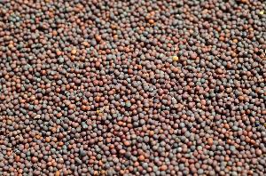 Black Mustard Seeds