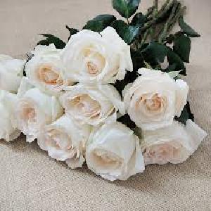 Fresh White Cut Rose Flowers