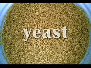 Active Dried Yeast