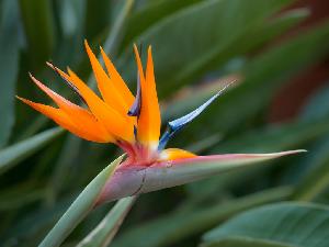 Fresh Bird of Paradise Flowers