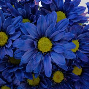 Fresh Blue Daisy Flowers