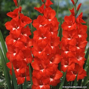 Double Gladioli Flower