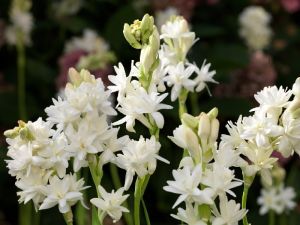 Double Tuberose Flower