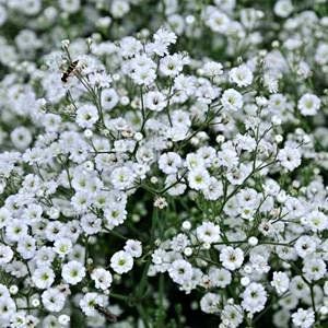 Fresh Gypsophila Flowers