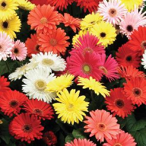 Fresh Hybrid Gerbera Flowers