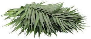 Fresh Palm Leaves