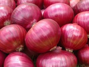 Big size Red Onion