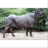 Black Murrah Buffalo