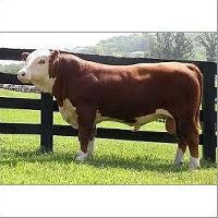 Dairy Hf Bull