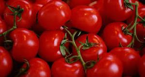 Fresh Red Tomato