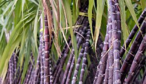 Fresh Sugar Cane