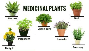 medicinal plant