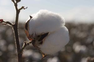 Raw Cotton