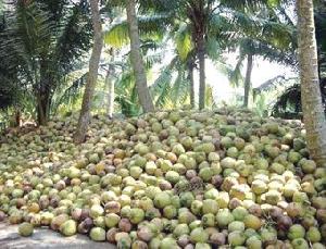 Garden Fresh Coconuts