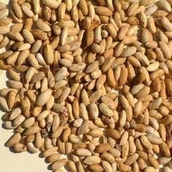 Dried Neem Seeds