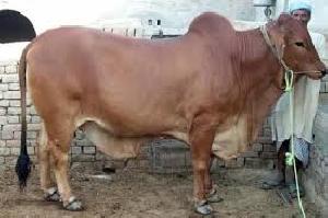 Live Haryana Bull