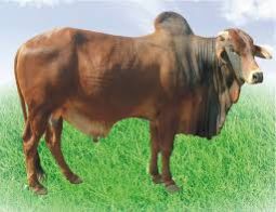 Live Sahiwal Bull