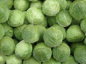 Fresh Cabbage