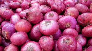 Fresh Red Onion