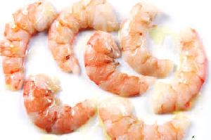 live shrimps