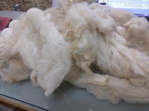Raw Sheep Wool