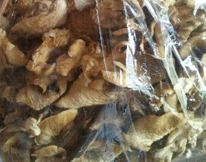 Dry Oyster Mushroom