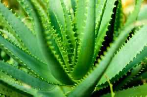 Fresh Aloe Vera Leaf