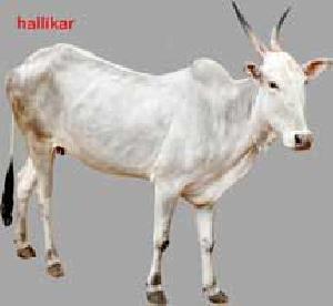 Live Hallikar Cow