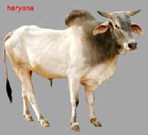Live Haryana Cow