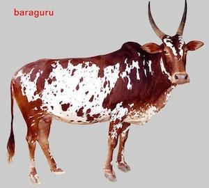 Live Bargur Cow