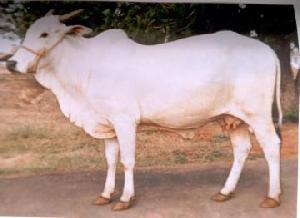 Live Ongole Cow