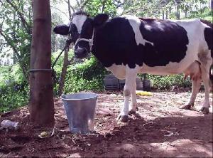 Live Holstein Friesian Cow