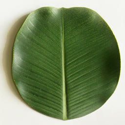 banana leaf plate