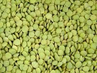 Green Lentils