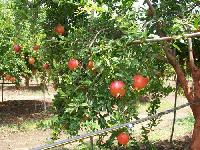 Fresh pomegranate