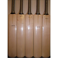 English Willow Cricket Bat