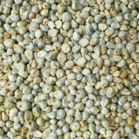Bajra ( Green Millet )