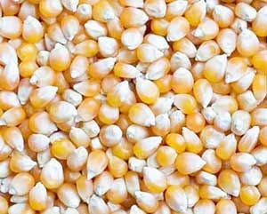 Maize Seeds