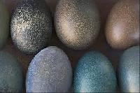 Emu Birds Eggs