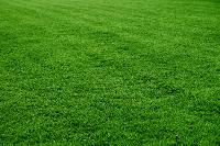 Lawn Grass