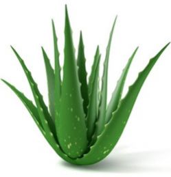 Aloe Vera Leaf