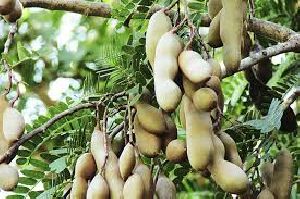 Tamarind Pods