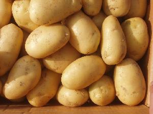 seed potatoes