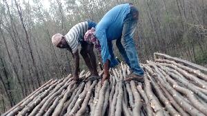 Casuarina trees Logs