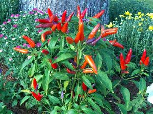 Capsicum Annuum Plant