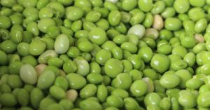 Pigeon Peas