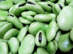 Green Broad Beans