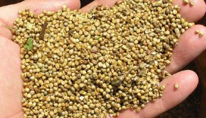 Yellow Millet Seeds