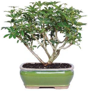 Natural Bonsai Plants